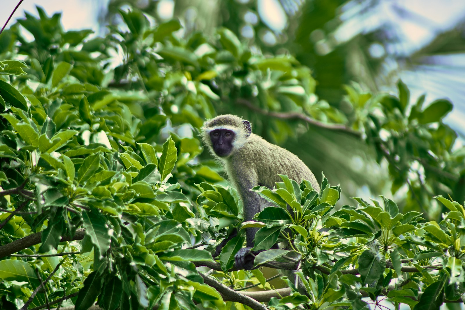 Chimpanzee sitting on a tree branch in lush African rainforest