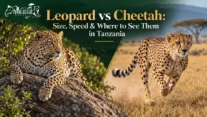 Leopard vs Cheetah