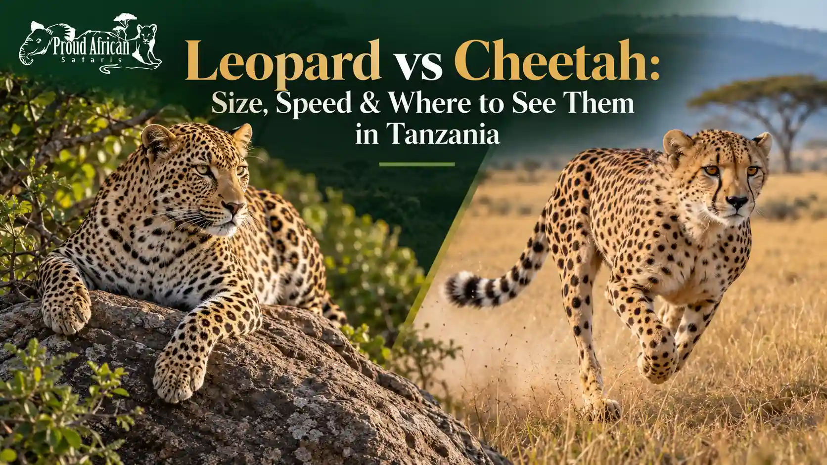 Leopard vs Cheetah