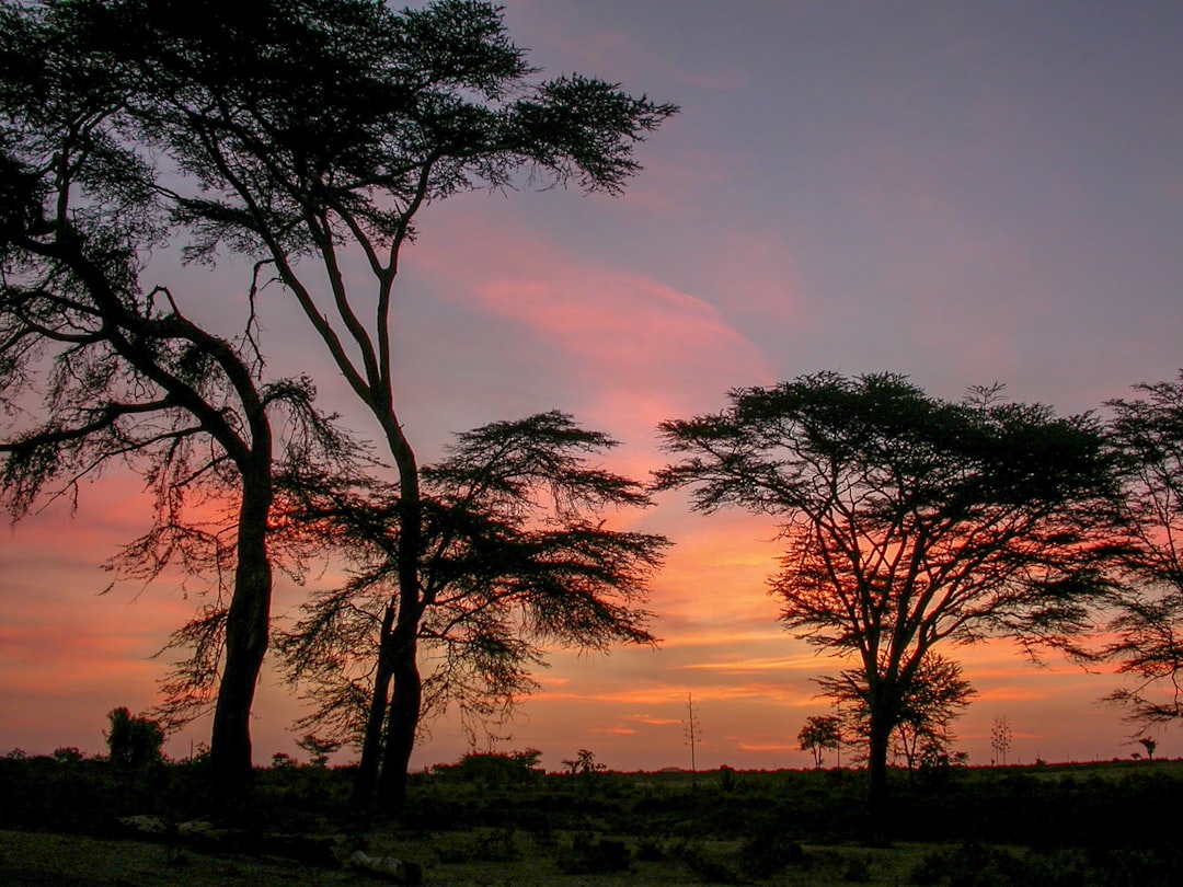 Sunrise over the Serengeti savanna at Mbuzi Mawe