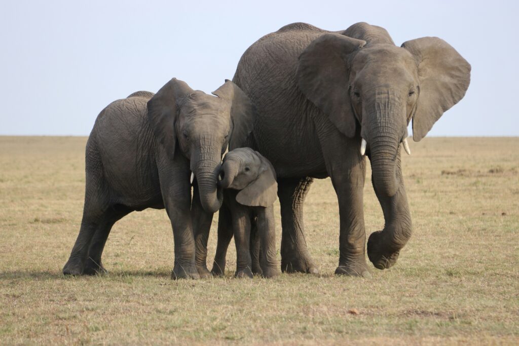 Elephants during a Serengeti safari