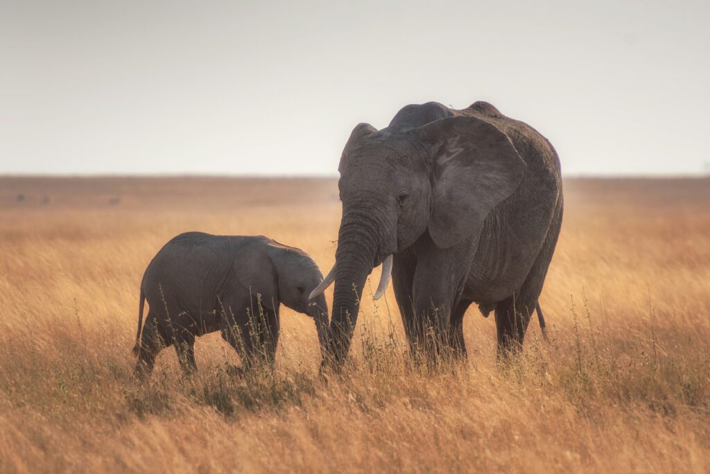 Elephants in the Serengeti