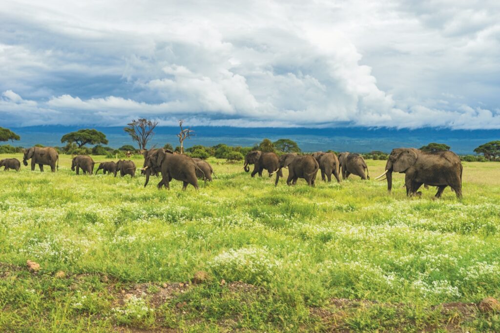 Elephants on the Serengeti plains