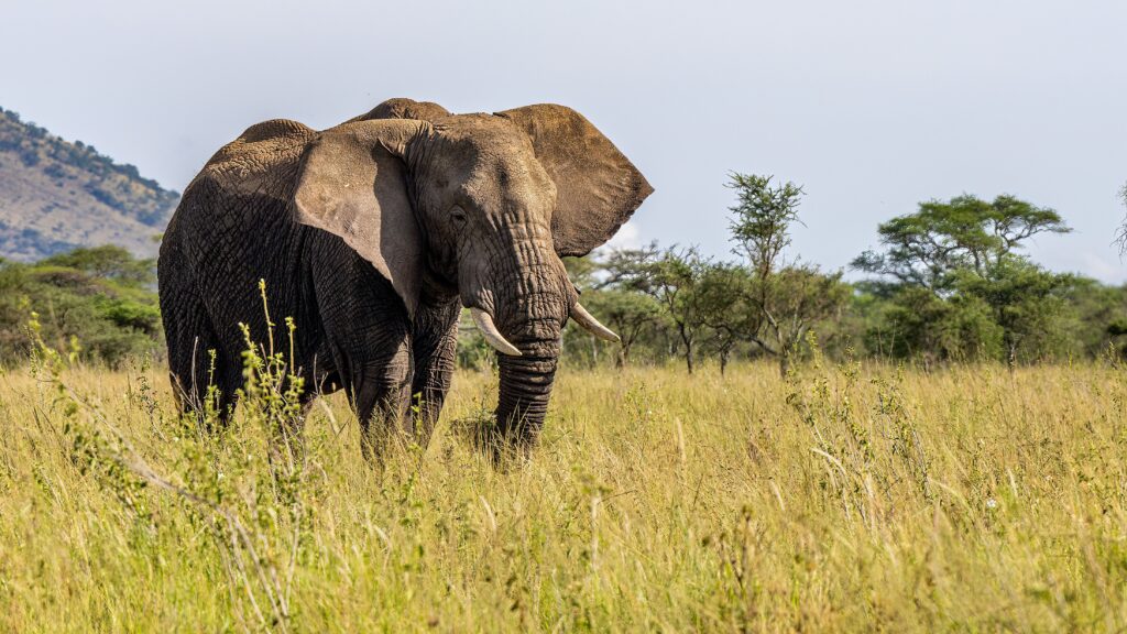 African elephant standing in the savanna, Tarangire National Park