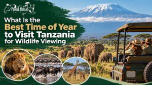 Best time for Tanzania wildlife viewing