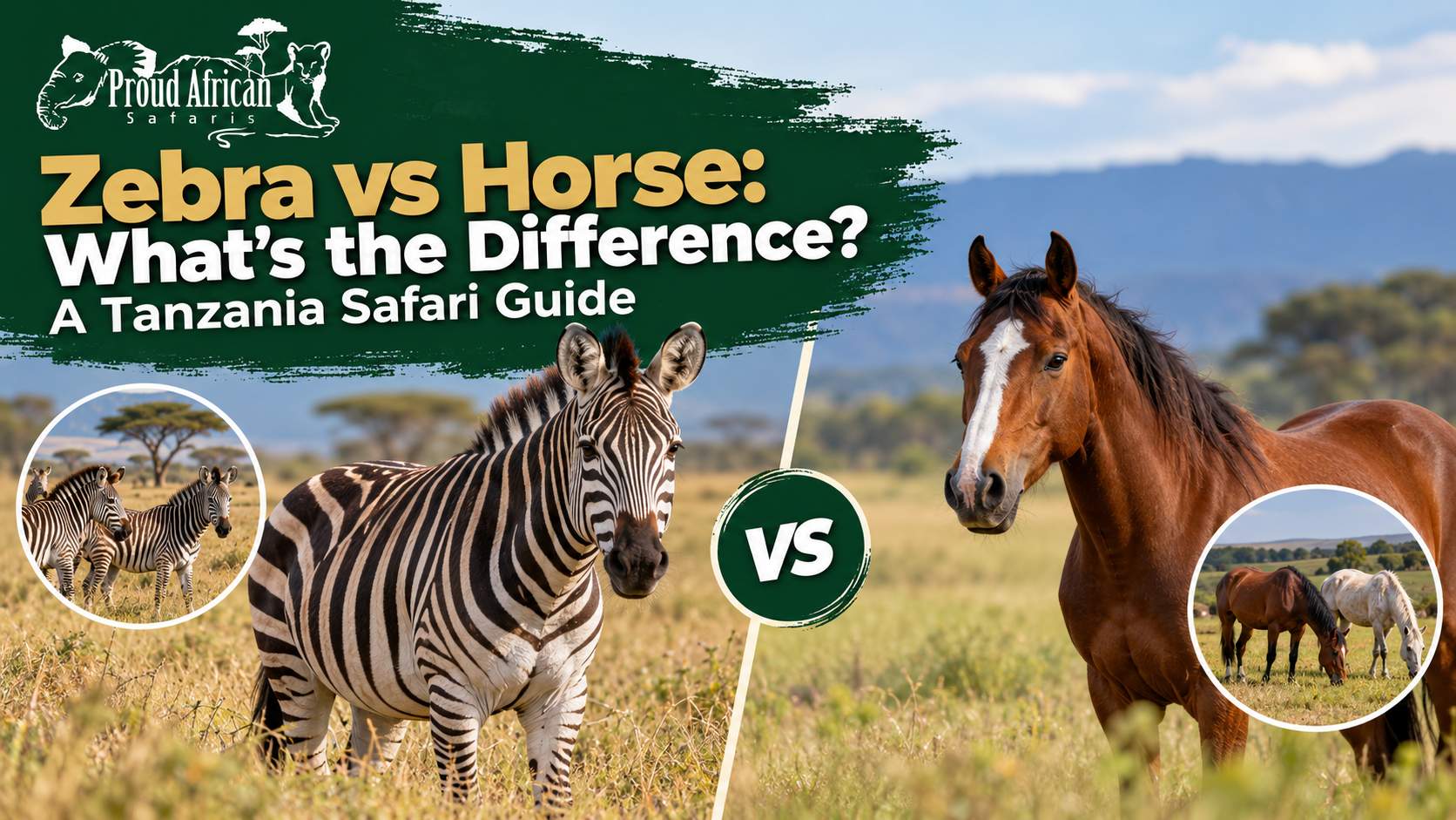 Zebra vs. Horse