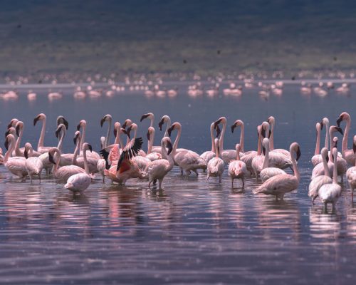 Flock of flamingos on a Rift Valley lake, Lake Manyara National Park