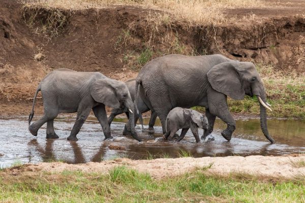 Elephant family at a waterhole, Tarangire National Park
