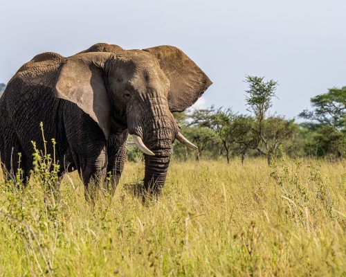 African elephant standing in the savanna, Tarangire National Park