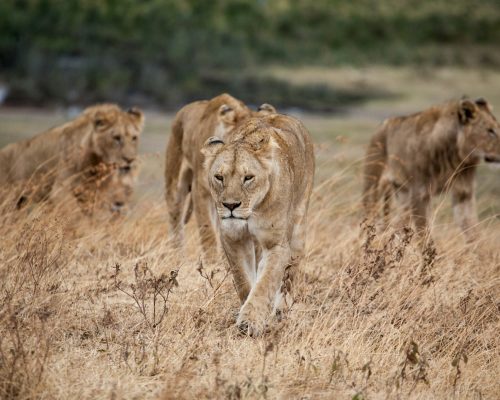 Pride of lions walking across the Serengeti plains